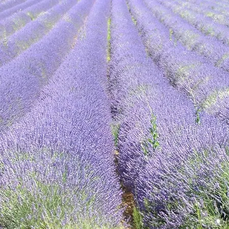 Beautiful With Pool In Provence, Cleaning Included *
